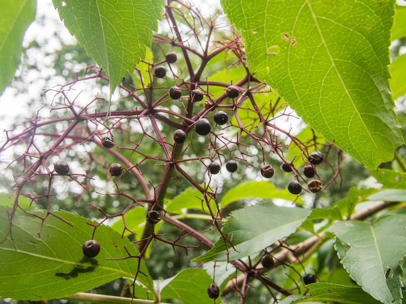 Elderberry bush.jpg